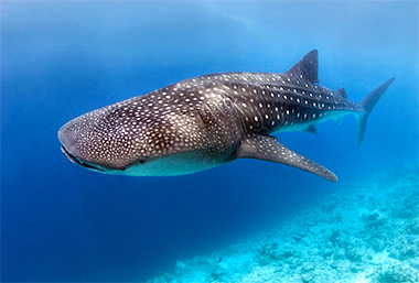 Whale Sharks